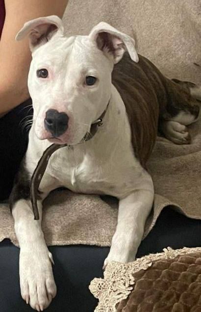 ������ ���: ������� ������������ ������� �������� ���������� ����� ���������������� ������� ����