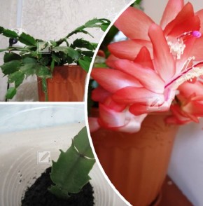 ���� �� ������������ � ������ ������