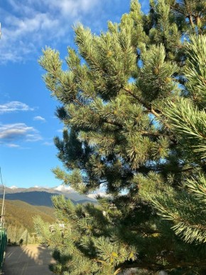 � ������ ������ ���� ������� ���������� ����� �����