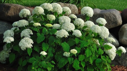 ������ �������� ���������: ��� �������� ���������������� ������