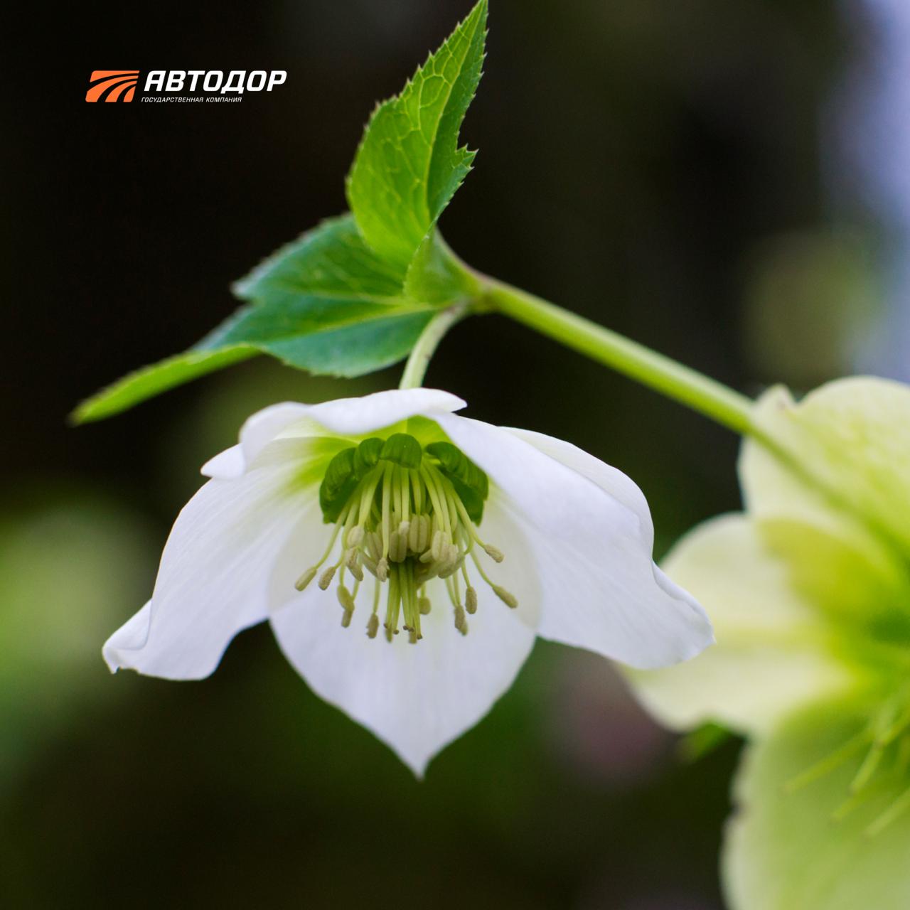 Новогоднюю сказку «Двенадцать месяцев» каждый год можно наблюдать в лесах вблизи Сочи Новогоднюю сказку «Двенадцать месяцев» каждый год можно наблюдать в лесах вблизи Сочи
