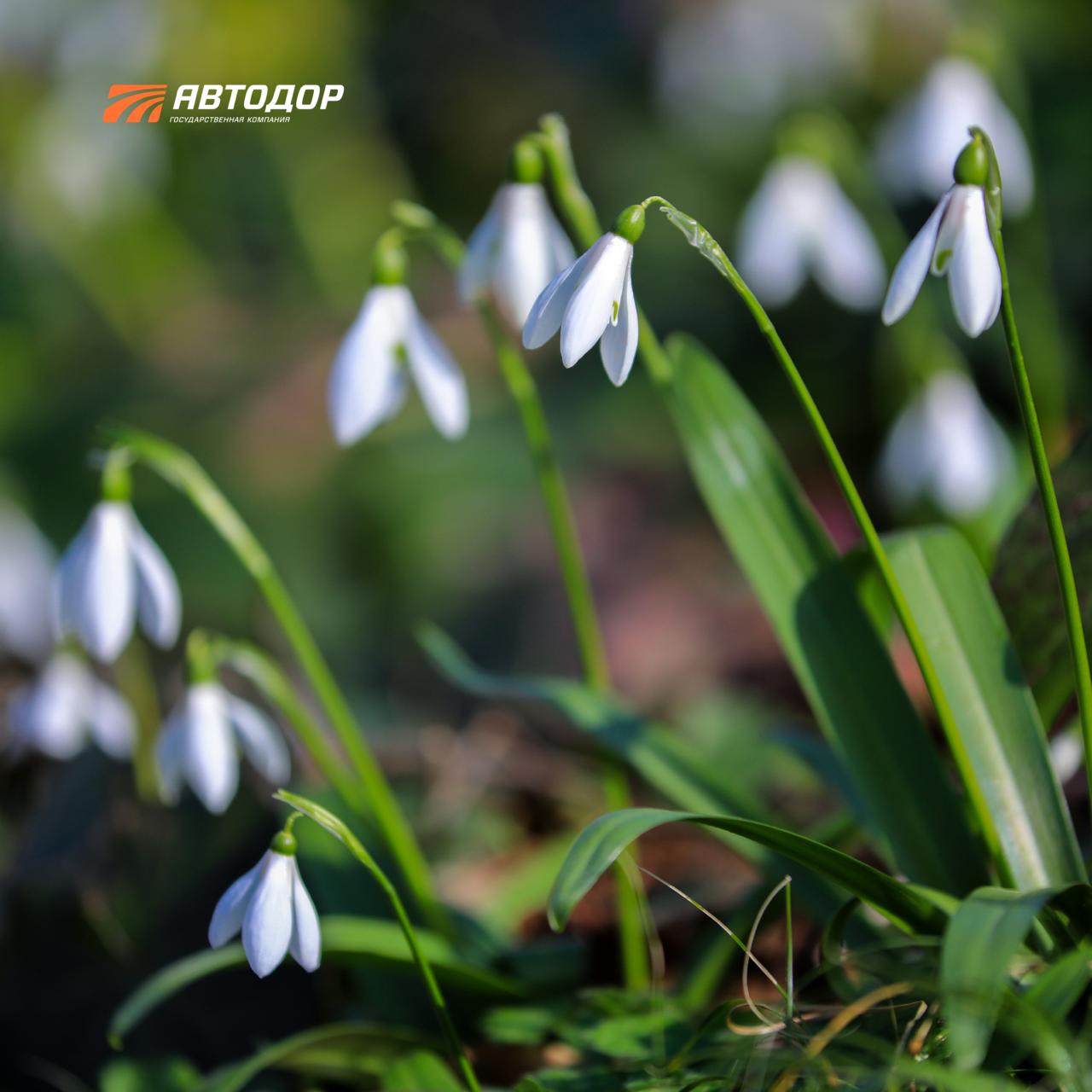Новогоднюю сказку «Двенадцать месяцев» каждый год можно наблюдать в лесах вблизи Сочи Новогоднюю сказку «Двенадцать месяцев» каждый год можно наблюдать в лесах вблизи Сочи