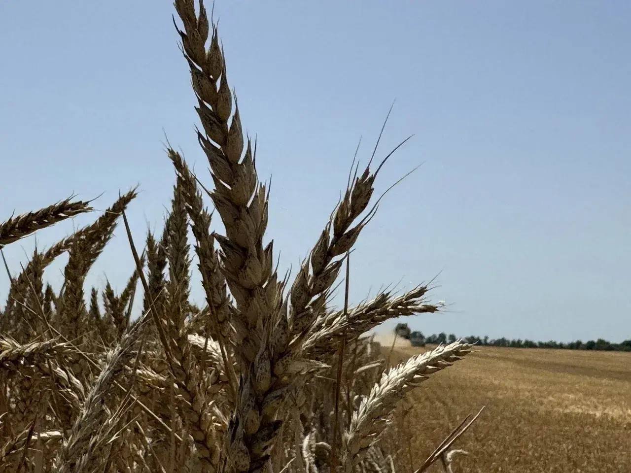 В 2025 году объём производства сельхозпродукции Краснодара превысил 13,5 млрд рублей В 2025 году объём производства сельхозпродукции Краснодара превысил 13,5 млрд рублей