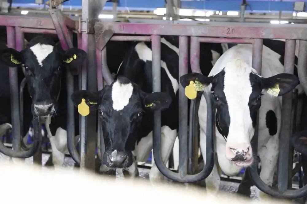 В 2025 году объём производства сельхозпродукции Краснодара превысил 13,5 млрд рублей В 2025 году объём производства сельхозпродукции Краснодара превысил 13,5 млрд рублей