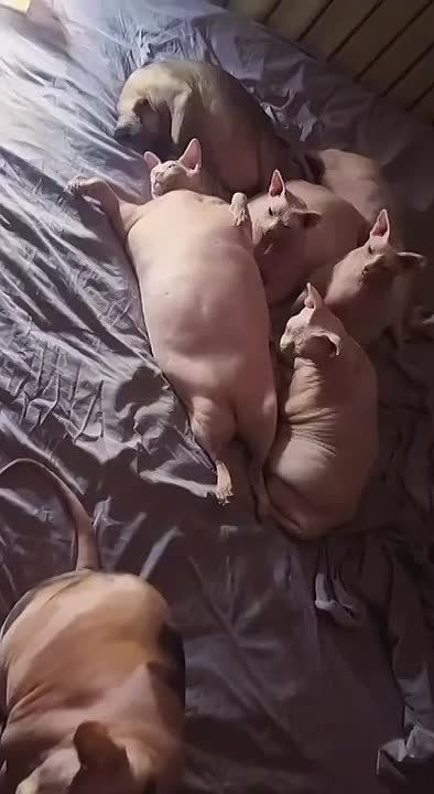 ظ� 4-� ���� �������� �������