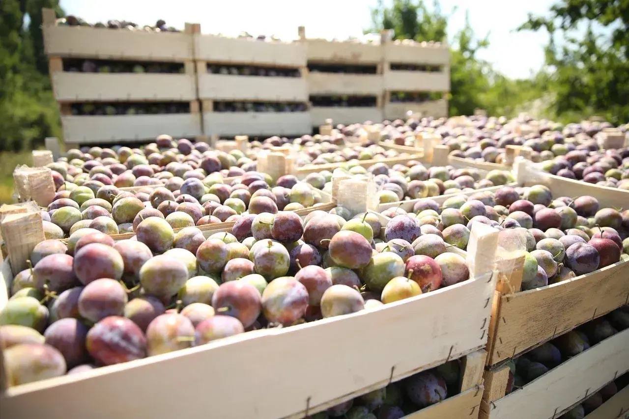 В 2025 году объём производства сельхозпродукции Краснодара превысил 13,5 млрд рублей В 2025 году объём производства сельхозпродукции Краснодара превысил 13,5 млрд рублей