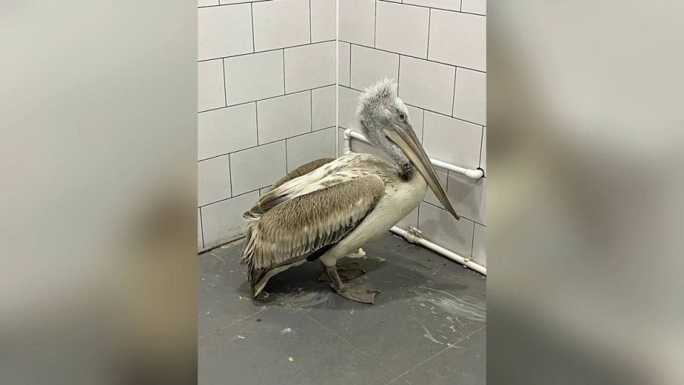 �������������� ��������� �������� ������ � ���������� �������