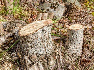 ��� ���������� �� ��� �� ��������� ������: ���������� �����