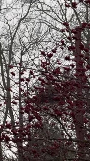 ������ ����, ���������!. ������ � ������� ������ ������� ������������