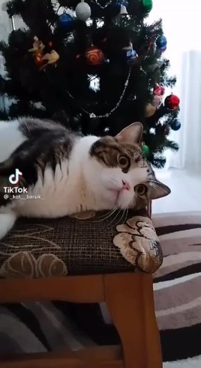 ������ ���� ���������� �������� � �����