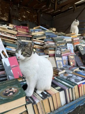 Котов много не бывает. Местные обитатели книжной ярмарки в Чистяковской роще