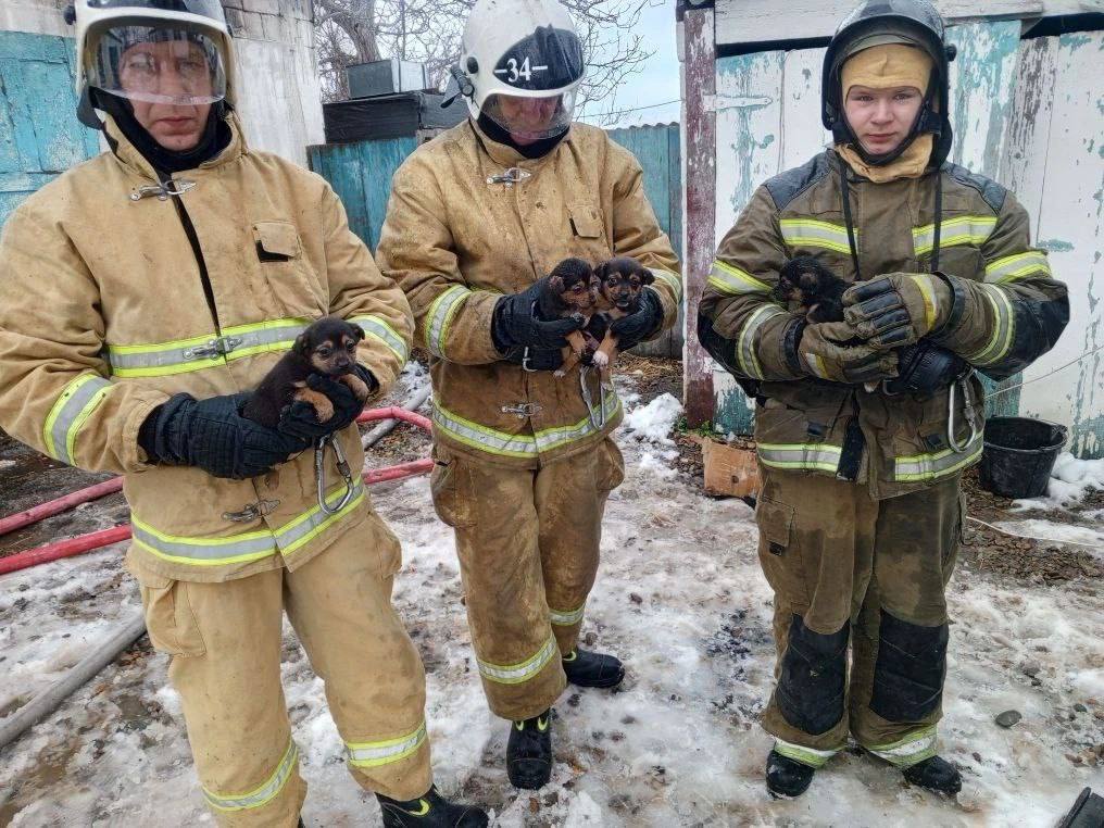 Осторожно: очень милая новость - четырёх щенков вытащили из огня пожарные в Курганинском районе