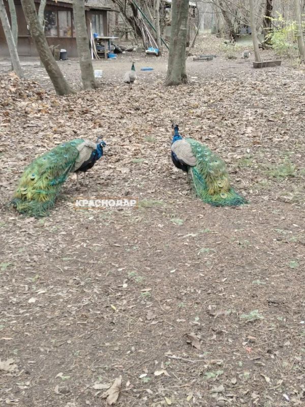 ���������� ���� ���������� ������� �����������