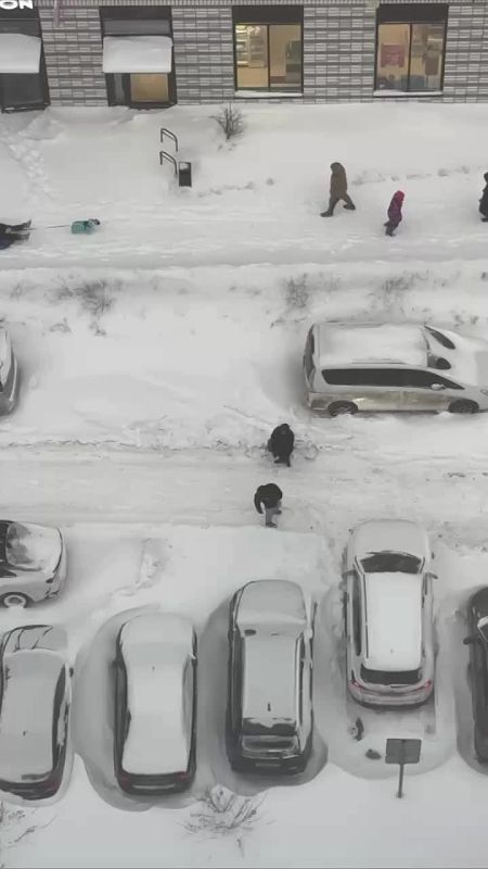 �������� ������������, ������ ���� �������