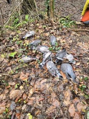 Массовая гибель диких голубей на побережье Кубани