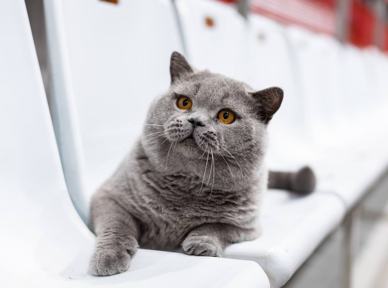 Кота из России признали самым красивым в мире Кота из России признали самым красивым в мире