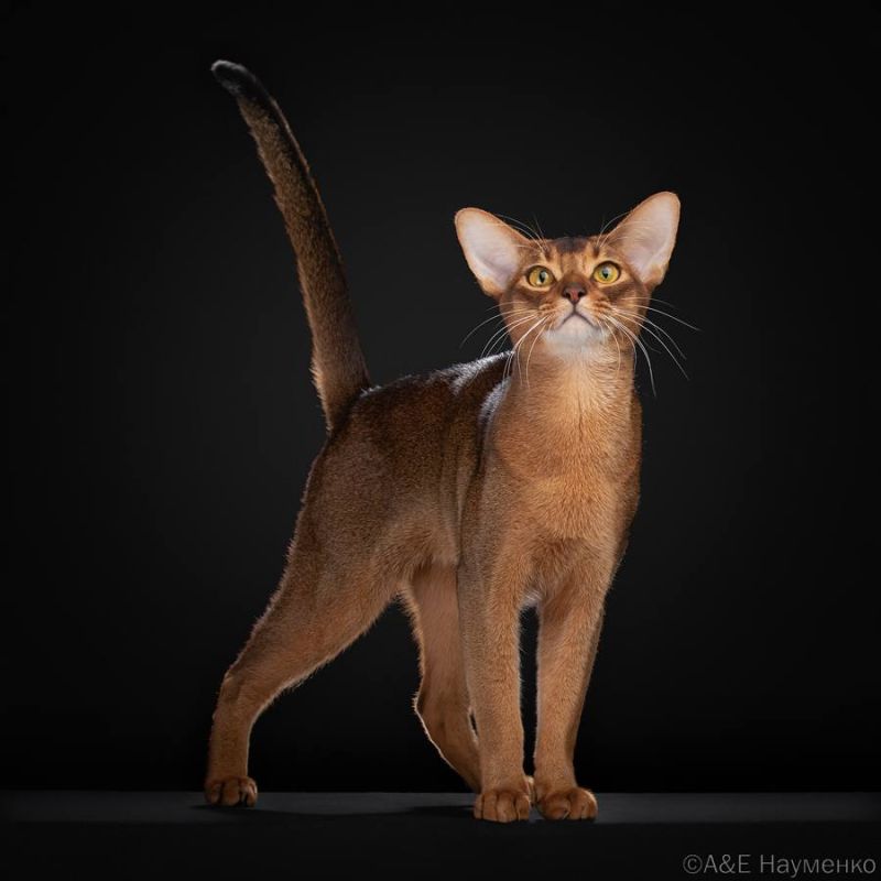 Кота из России признали самым красивым в мире