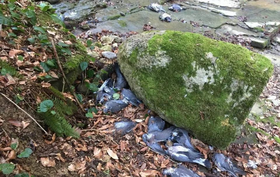 �����-�������� ����� �������� �������� ������ ������� �� ������������ ��������� ������