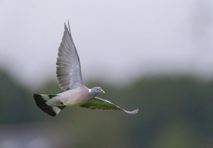 ����� �������� ������ � ������������� ����, ���������� ����� ������� �������� ������ ��������