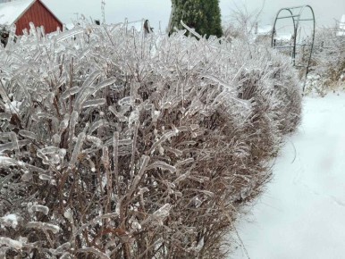Как защитить корни растений от морозов
