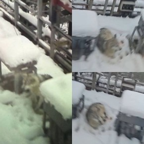 �����, ������� �� �����, ����� ��� ���������� � ����� ����