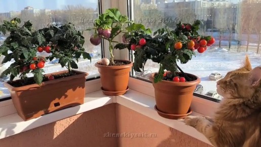 ��� ������� ������ ������ �� �����������: ������� ��������� ����������� ������