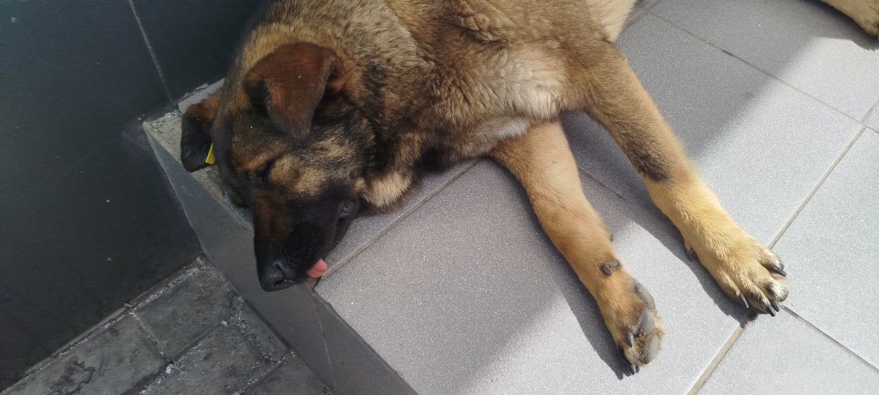 В пяти микрорайонах Краснодара пройдет отлов бездомных собак