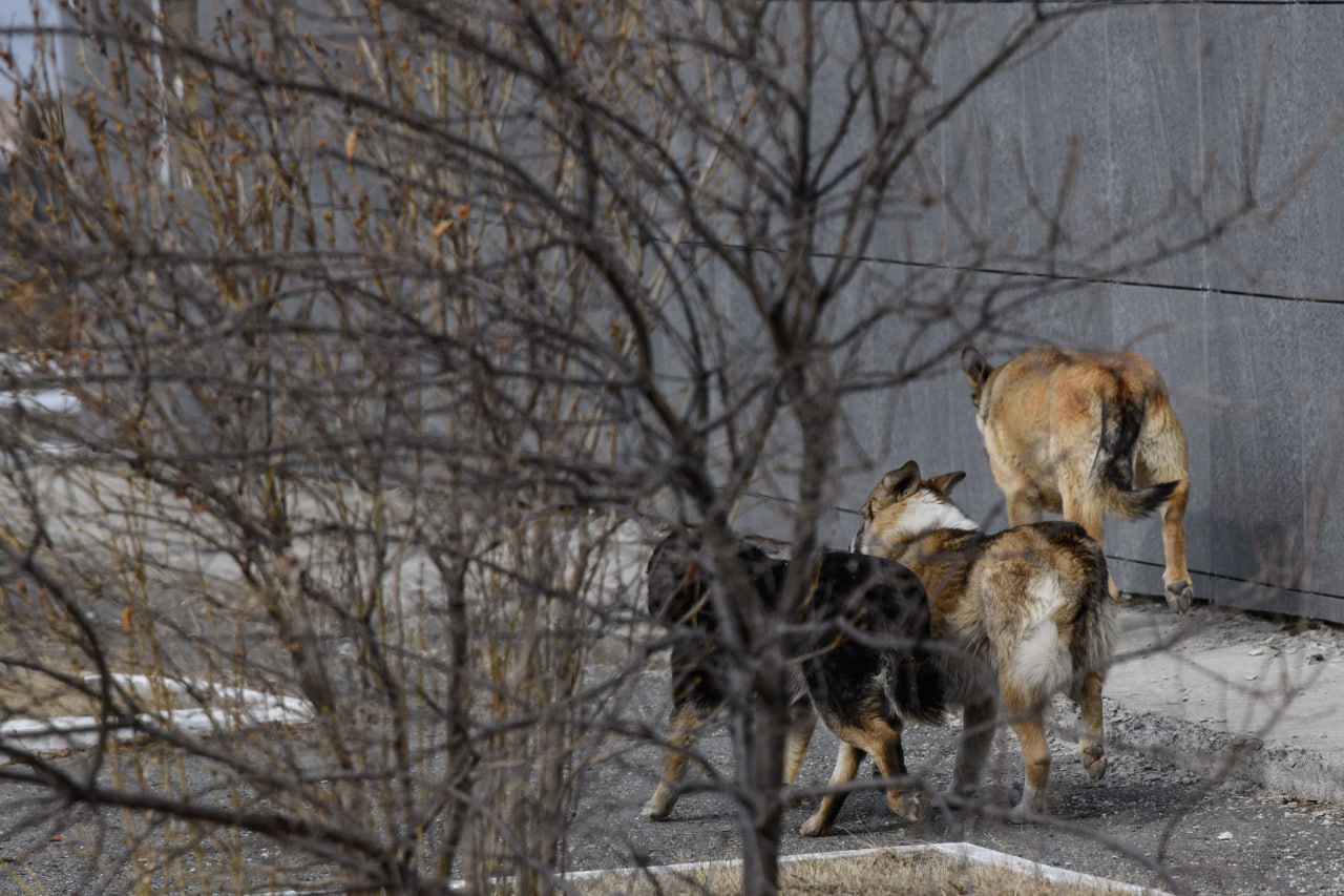В Краснодаре вновь будут отлавливать собак