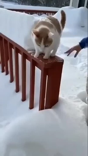 ������-����������� ��� ����� ������� ���� �� ������, � �� ����� - ����������� ����� ����� "�������"