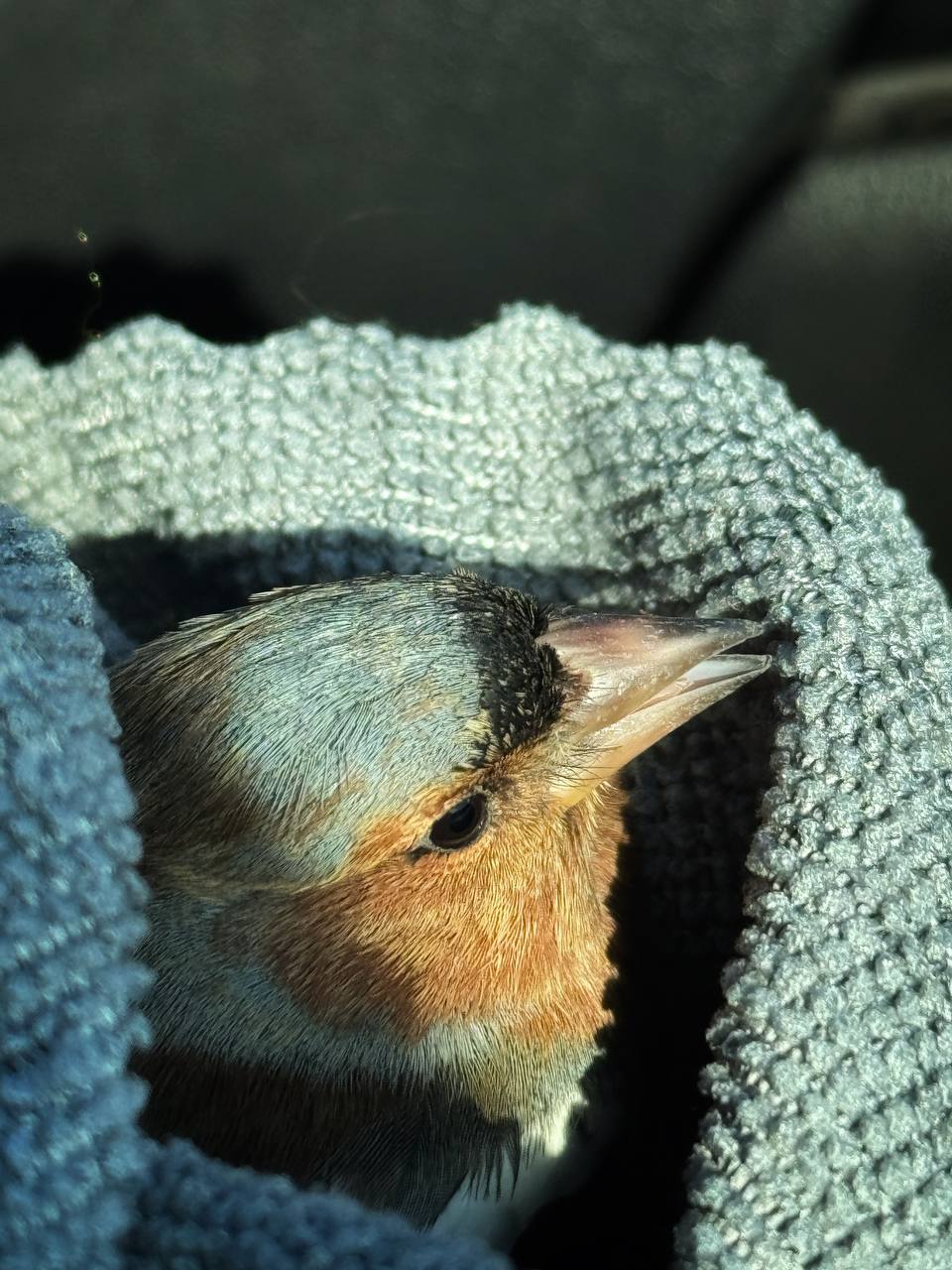 Спасение рядового зяблика. По дороге с Утриша жительница Анапы заметила на разделительной полосе маленькую птичку – зяблика