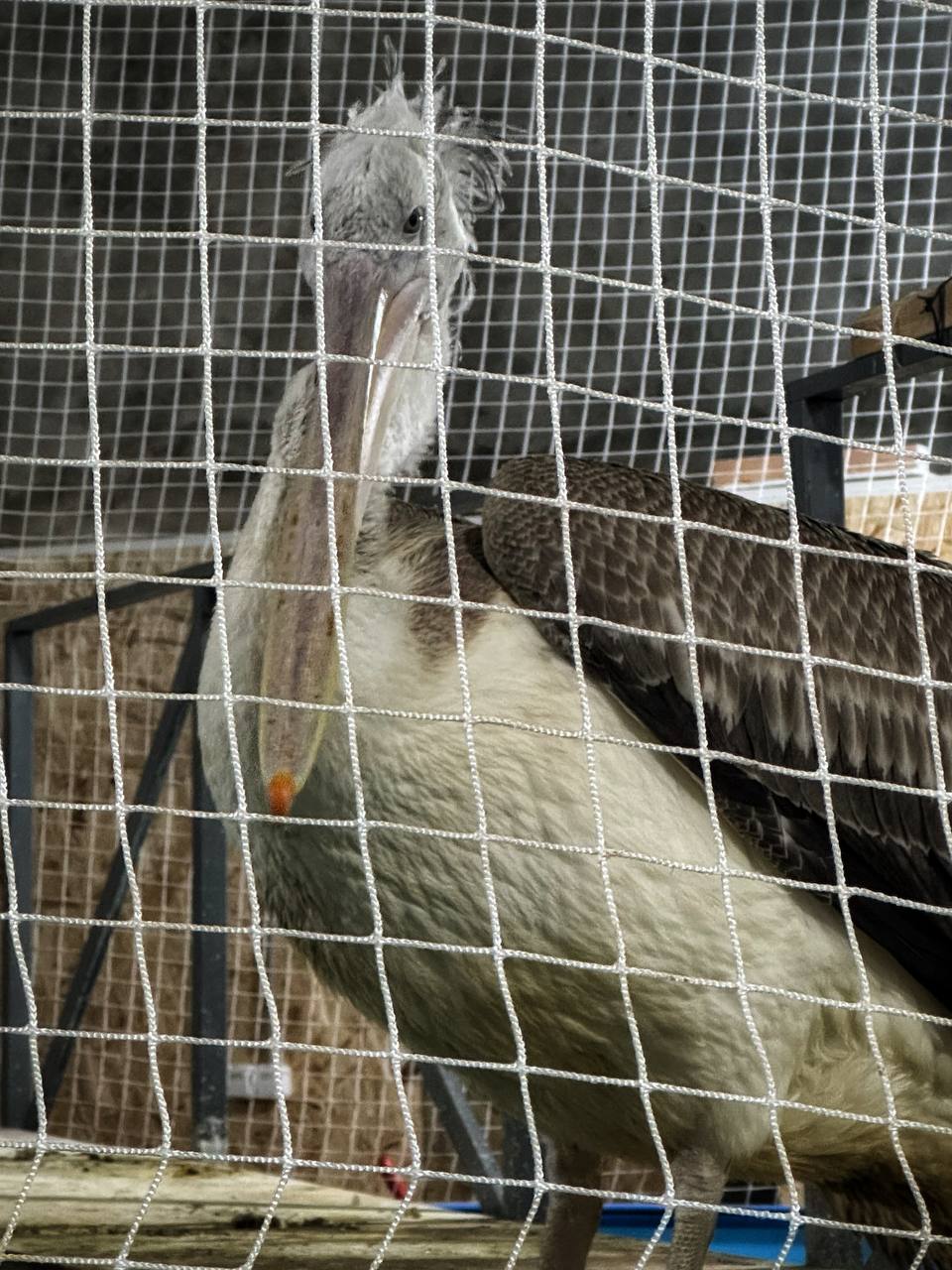 Спасение рядового зяблика. По дороге с Утриша жительница Анапы заметила на разделительной полосе маленькую птичку – зяблика Спасение рядового зяблика. По дороге с Утриша жительница Анапы заметила на разделительной полосе маленькую птичку – зяблика