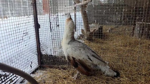 � ���������� �� ��������� ����� ������������ �������-���������