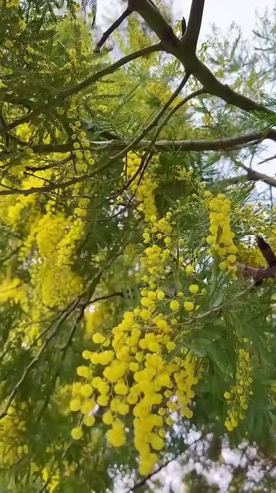 ���� ��������� �������� ������