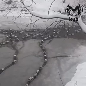 ���� ������ � ���������� ����� � ������� ��-�� ���������