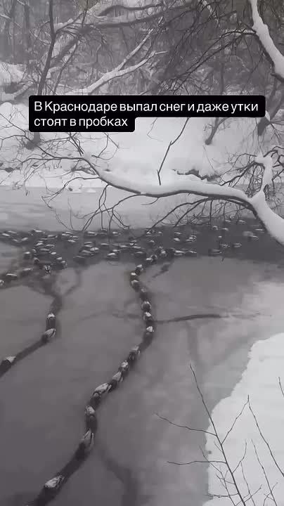 Нелетная погодка. Необычную картину в заснеженном Краснодаре заметили горожане