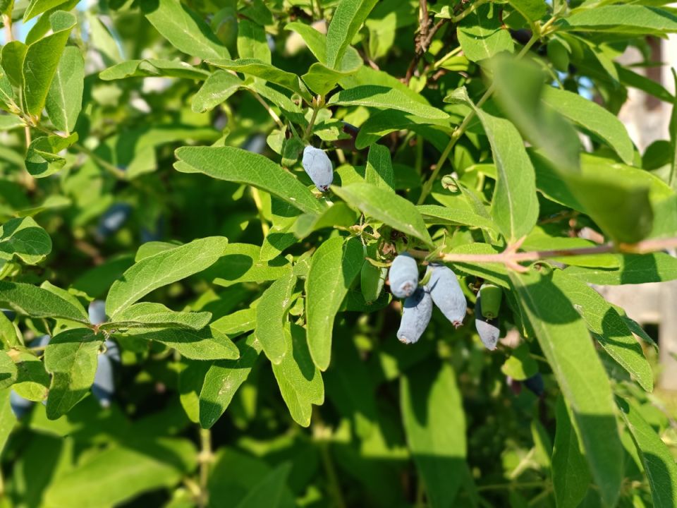 ���� �� ���������� ����� ����� ����: ���� � ����������