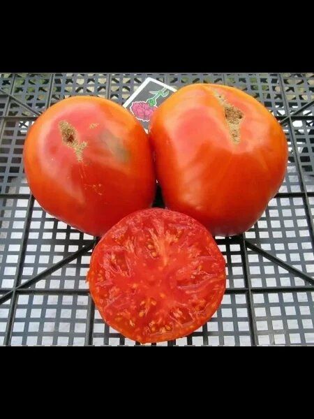 Томаты, которые покорили сердца: знакомьтесь с Гордостью Грайтмара