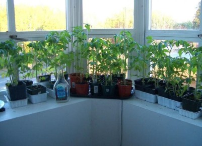 ����������� ������� � ��������: ����� ��� ���������