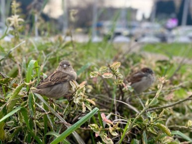 ������ ����, ������� �������!