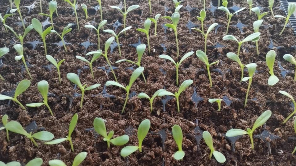 что сеять на рассаду в январе? планируйте заранее и избегайте лишних расходов