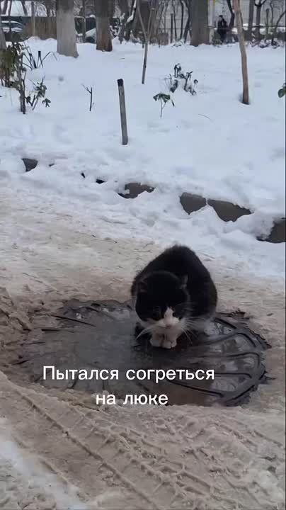 Волонтеры просят спасти кота, которого бросили квартиранты