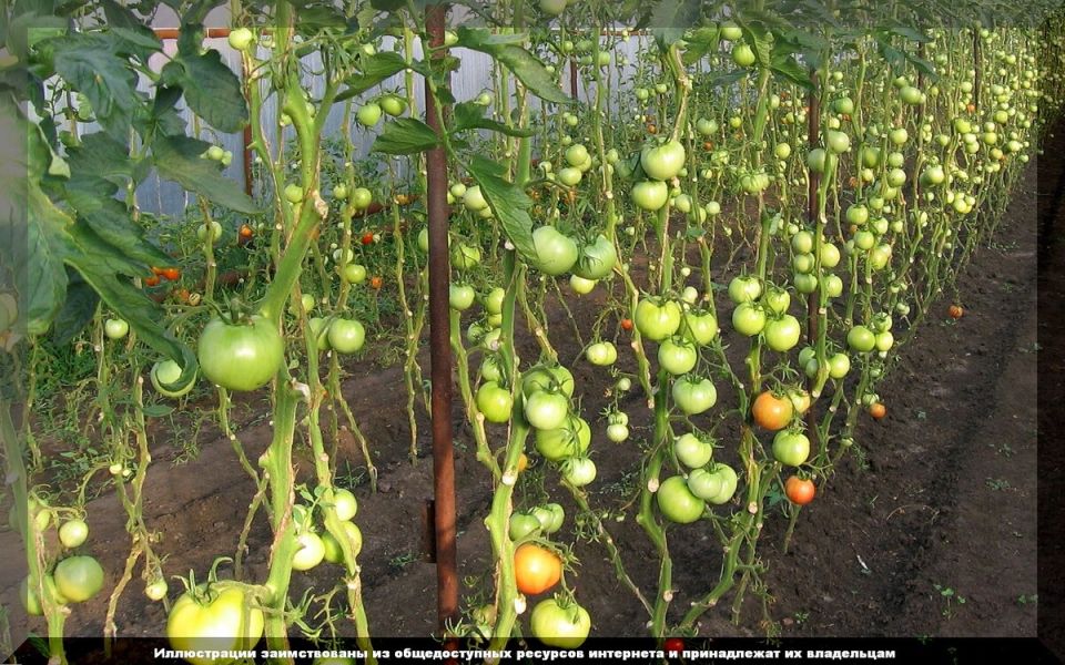 ������� ������� �������: ��� �������� �� ���������� � �������