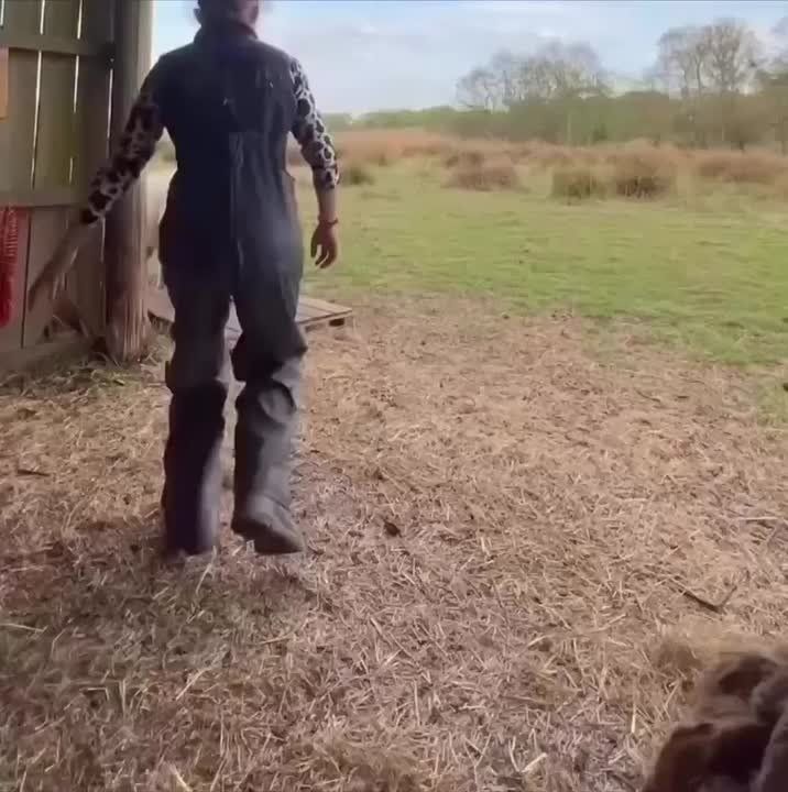 Милота: в сети доказали, что животные бегут на помощь, если думают, что человеку плохо