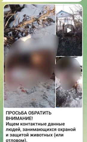 В сети Интернет выявлена публикация, в которой жители улицы Моряков в городе Сочи жалуются на соседей, которые содержат большое количество собак, но не кормят их и отпускаю на самовыгул, из-за чего животные нападают на...