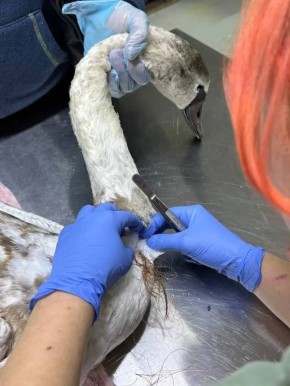 Хорошие новости: в Анапе спасли лебедя с леской на шее