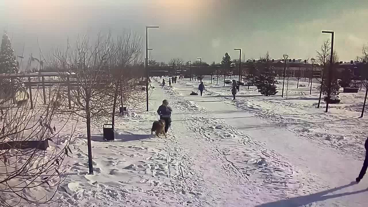 В Краснодаре на людей напала собака