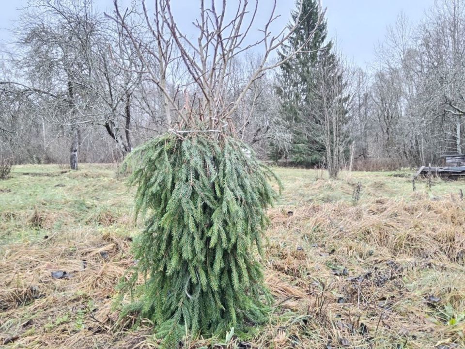 ��� �������� ��� �� ��������: ������� ������ �� ����