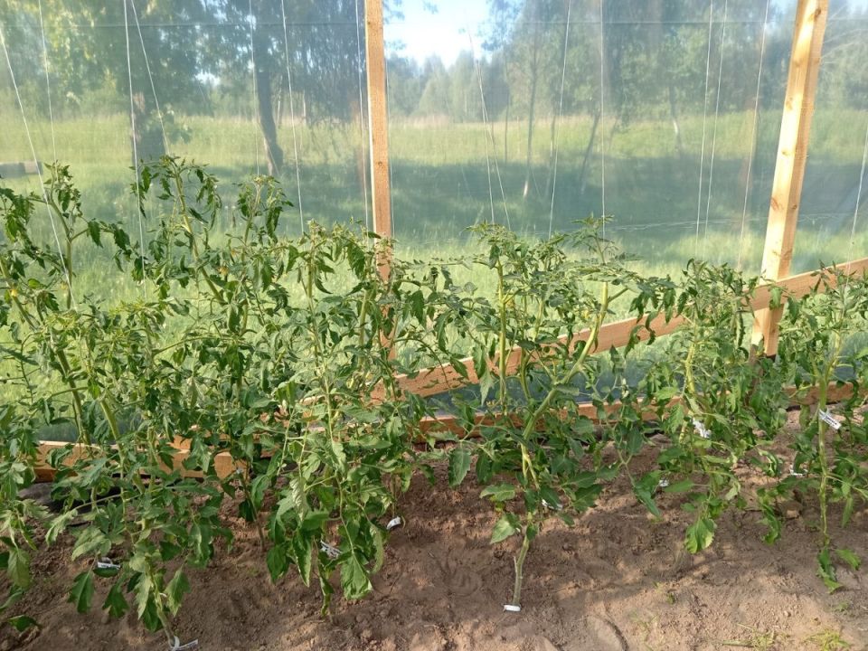 Почему ваши томаты не завязываются: главные причины и советы