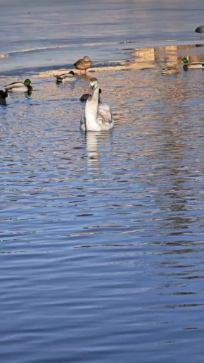 ���� ���� ���������. � ��������� ������ ������������ ����������� ������� ��� ����� �����