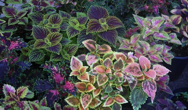 ��� ������� ����� ������ ��� � ������� �������?